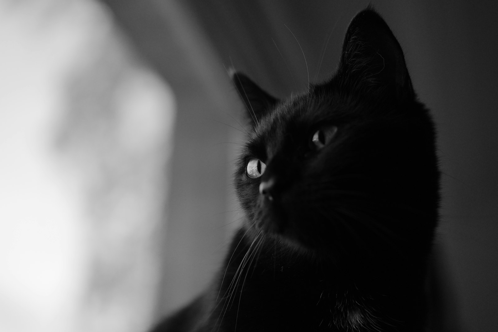 窓辺の暖かい光の中でくつろぐ黒猫